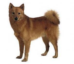 Finnish Spitz