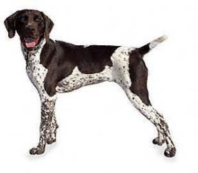 German Shorthaired Pointer