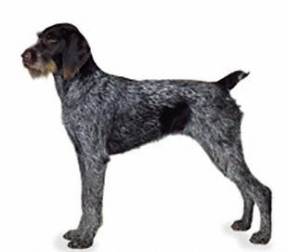 German Wirehaired Pointer