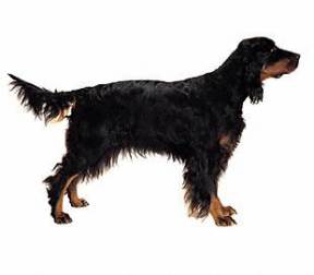 Gordon Setter