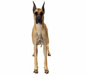 Great Dane