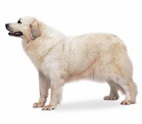 Great Pyrenees