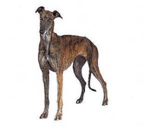 Greyhound