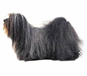 Havanese