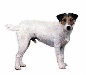 Jack Russell Terrier