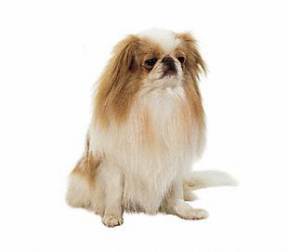 Japanese Chin