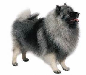 Keeshond