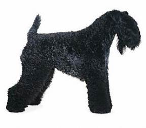 Kerry Blue Terrier