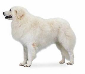 Kuvasz