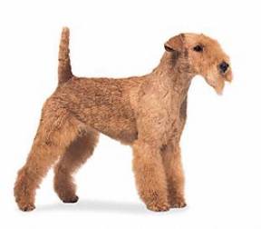 Lakeland Terrier