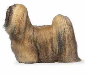 Lhasa Apso