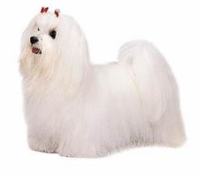 Maltese