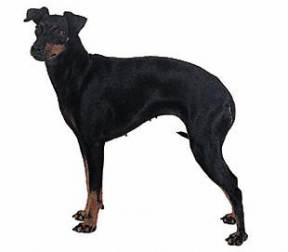 Manchester Terrier