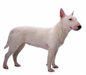 Miniature Bull Terrier