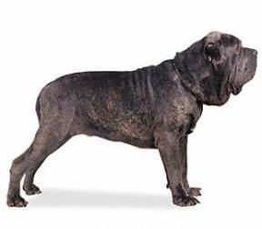 Neapolitan Mastiff