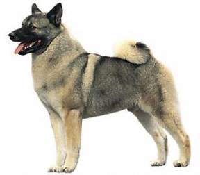 Norwegian Elkhound