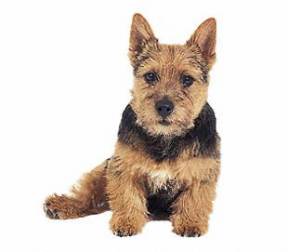 Norwich Terrier