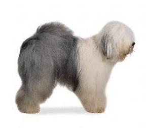 Old English Sheepdog