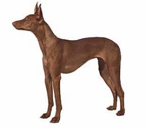 Pharaoh Hound