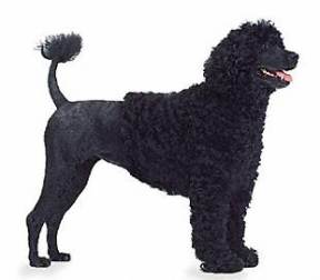 Portuguese Water Dog