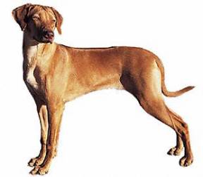 Rhodesian Ridgeback