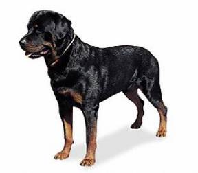 Rottweiler