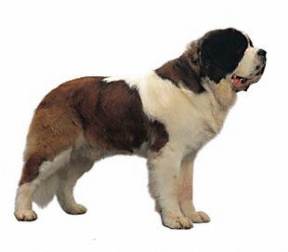 Saint Bernard