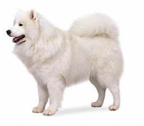 Samoyed