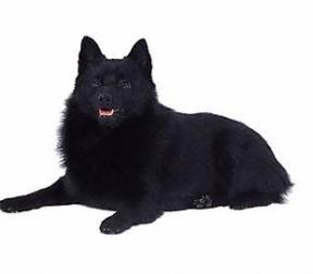 Schipperke