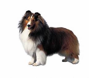 Shetland Sheepdog