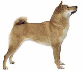 Shiba Inu