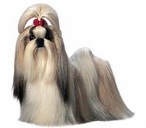 Shih Tzu