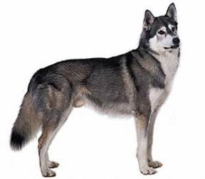 Siberian Husky