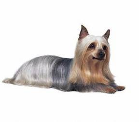 Silky Terrier