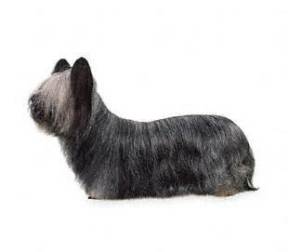 Skye Terrier