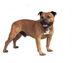 Staffordshire Bull Terrier