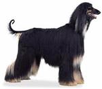 Afghan Hound