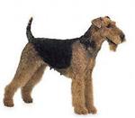 Airedale Terrier