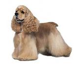 Cocker Spaniel