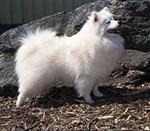 American Eskimo Dog