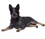 Australian Cattle Dog