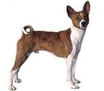 Basenji