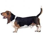 Basset Hound