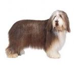 Bearded Collie