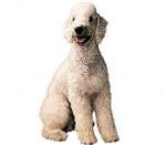 Bedlington Terrier