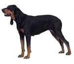 Black-and-Tan Coonhound