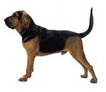 Bloodhound