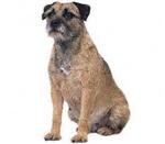 Border Terrier