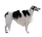 Borzoi