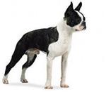 Boston Terrier